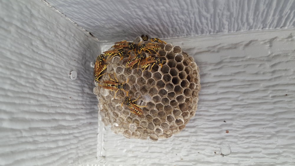 wasps nest at home inspection