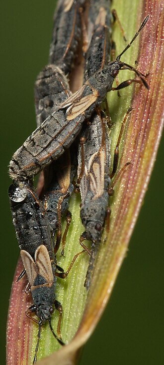 File:Ischnodemus.sabuleti.mating.jpg