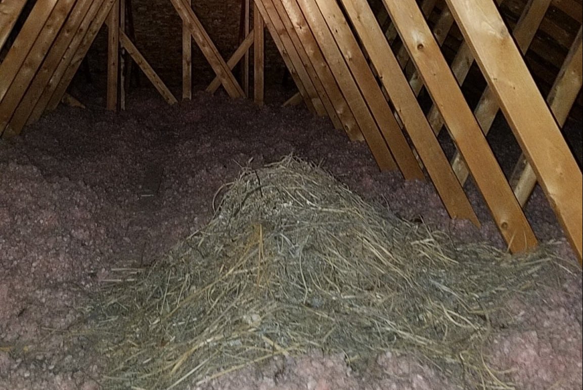 Birds in the Attic
