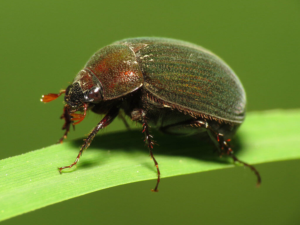 scarab beetle
