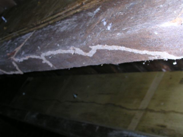 Termite tubes in crawlspace