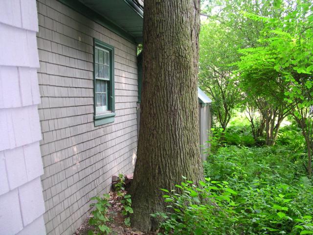 Tree too close to house