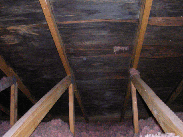 Mold in attic